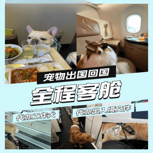 吉安市宠物托运到白俄罗斯宠物入境规定和要求